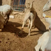 سگ  گله ای|سگ|تربت جام, میان جام|دیوار