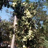باغبان حرفه ای جهت کار در باغ