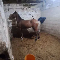اسب
