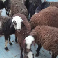 گوسفند نرو ماده چاق