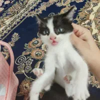 گربه