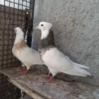 طوقی هفت رنگ