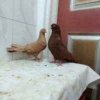 کبوتر سرخ و زرد عتیقه