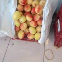 زردآلو لب ماتیکی درجه یک