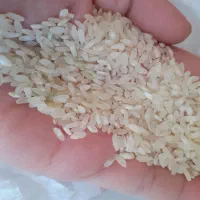 برنج کامفیروزی اصل بشرط پخت