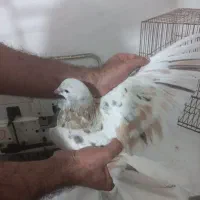 ساده هفترنگ