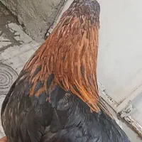 جوجه مرغ