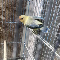 جوجه کوتوله