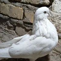 کبوتر