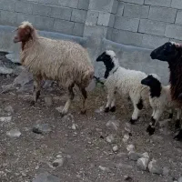 گوسفند