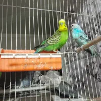 دو جفت مرغ‌عشق مست