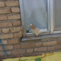 کبوتر