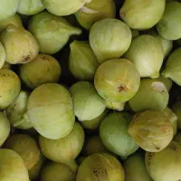 انجیر|خوردنی و آشامیدنی|بندر گز, |دیوار