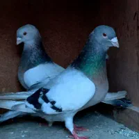 تعدادی کفتر  به شرط همه چیز