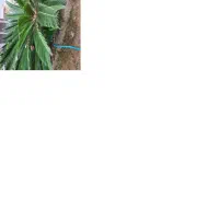 فروش سیکاس تکی و عمده
