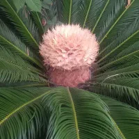 ۲ عدد درختچه سیکاس رولوتا
