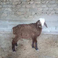 بره نر
