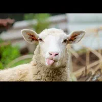 قصاب سلاخ سیار