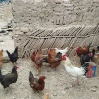 مرغ و خروس تخمگذار
