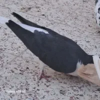 کبوتر