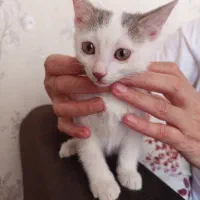 گربه دوماهه