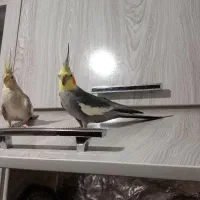 عروس هلندی لوتینو وگل باقالی وات فیس