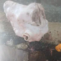 کله پاچه کشتار همین امروز فقط 900