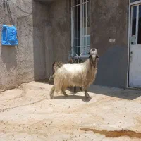 گوسفند داشت