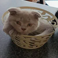 بچه گربهایه خوشکل
