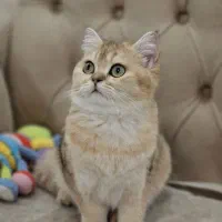 گربه ماده ۶ ماهه