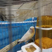 کوتوله برزیلی ماده آلبینو