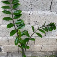 گل و گیاه|گل و گیاه طبیعی|مراغه, |دیوار