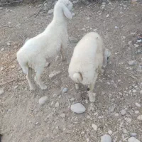 بره قوچ
