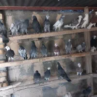 جوجه کبوتر