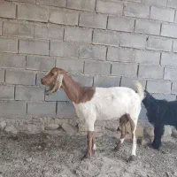 فروش فوری کهره بره بز میش