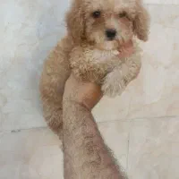 توی پودل