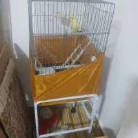عروس هلندی نر