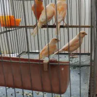 ردفاکتور