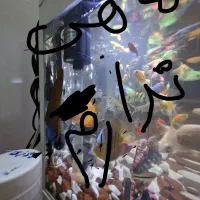 اکواریوم با لوازم و اشانتیون