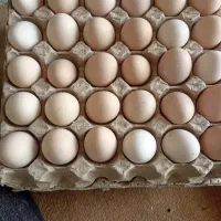 حیوانات مزرعه