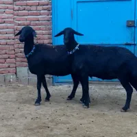 قوچ و میش