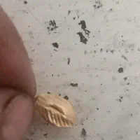 گمشده