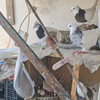 طوقی کرمانشاه