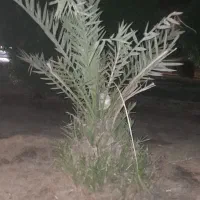 زمین زراعی مرغوب