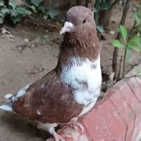 کبوتر و عرق گیر