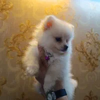 پامر خرسی عروسکی ۴ماهه