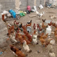 خروس و جوجه و مرغ