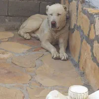 ماده‌سگ‌