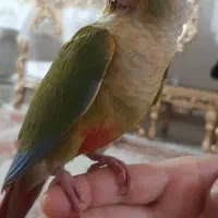 طوطی گرینچیک