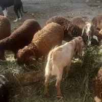 بره